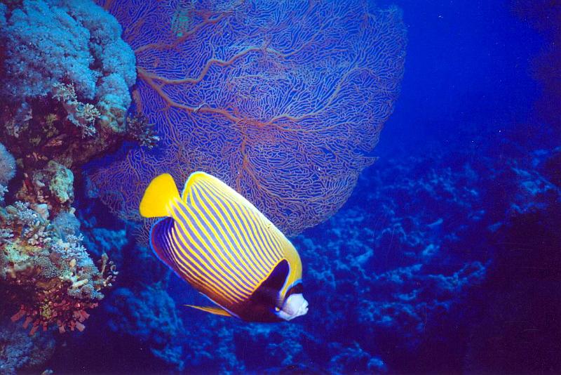 Coll EG 023.jpg